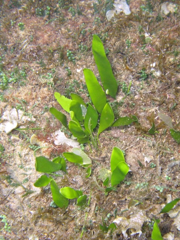 Caulerpa prolifera e C. taxifolia