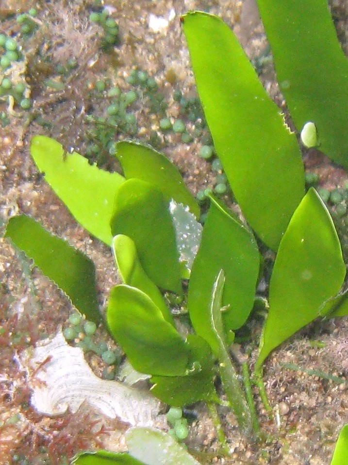 Caulerpa prolifera e C. taxifolia