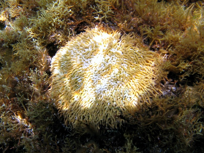 Titanoderma ramosissimum