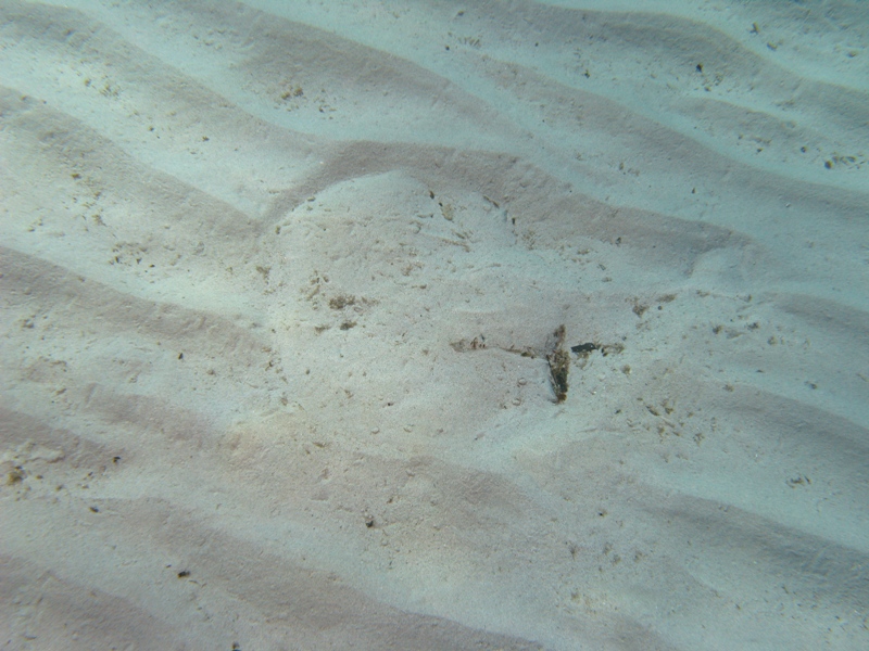 Orme sulla sabbia 1... (Torpedo marmorata)