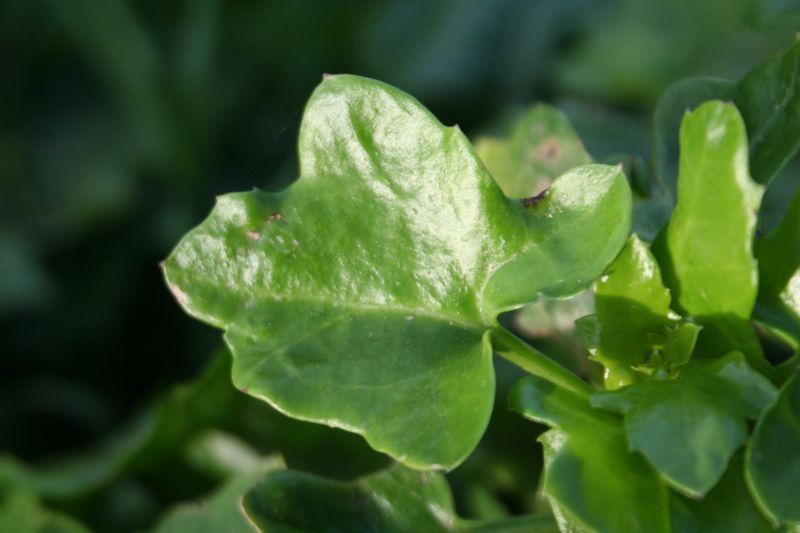 Senecio angulatus