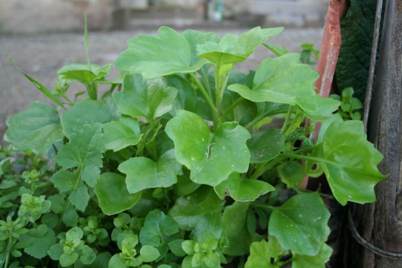 Senecio angulatus