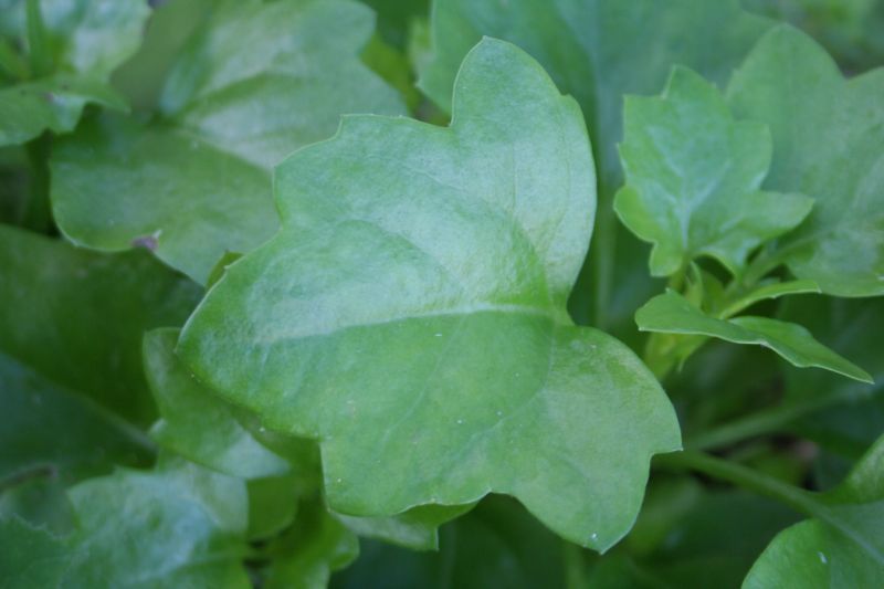 Senecio angulatus