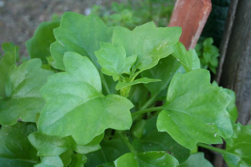 Senecio angulatus