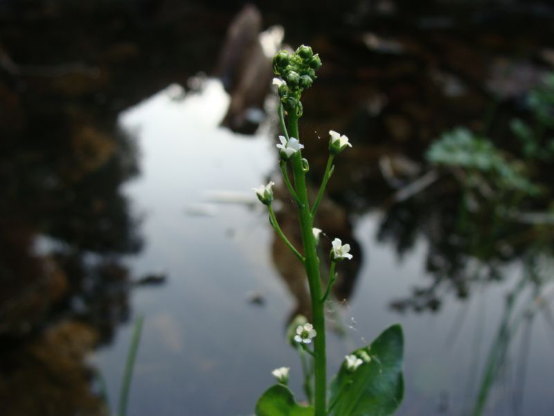 pianta acquatica....- Samolus valerandi