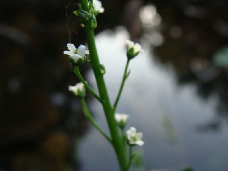 pianta acquatica....- Samolus valerandi