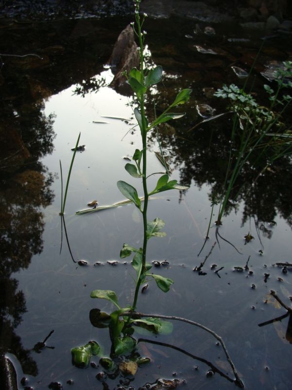 pianta acquatica....- Samolus valerandi