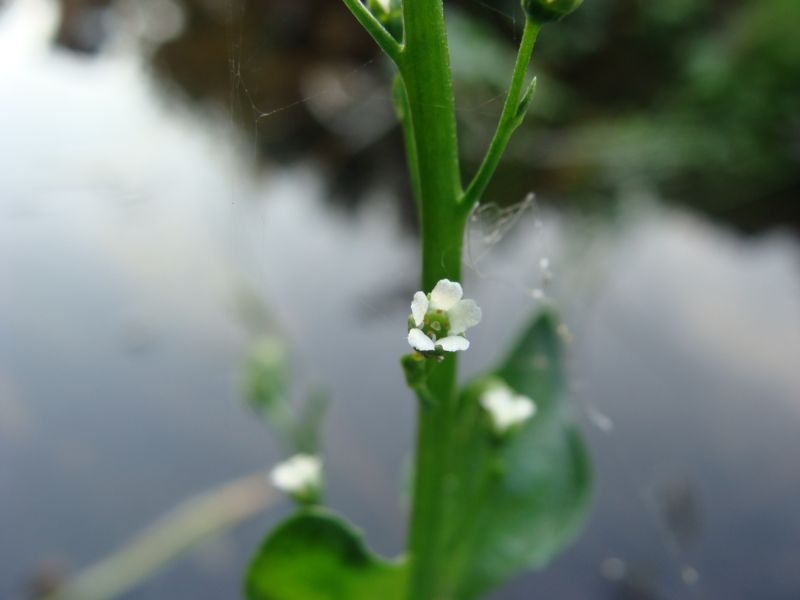 pianta acquatica....- Samolus valerandi