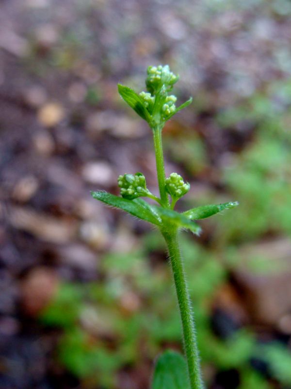 Galium scabrum / Caglio ellittico