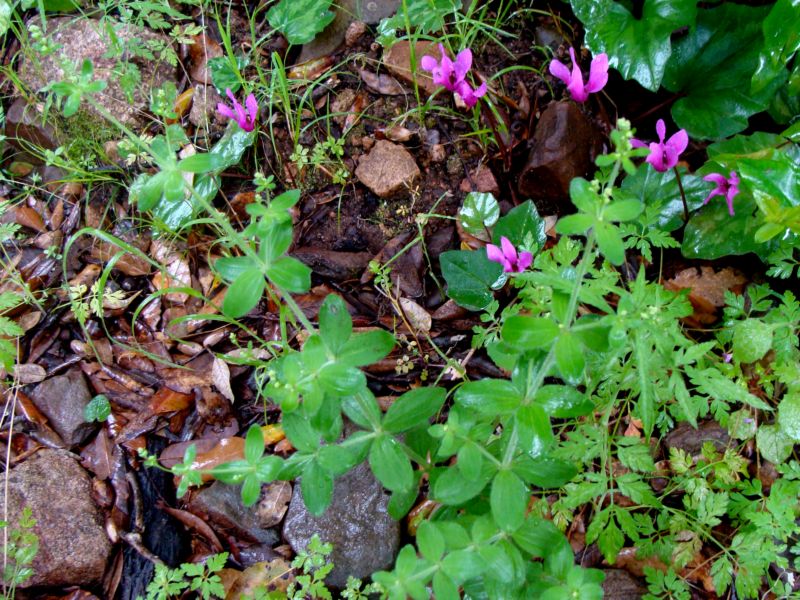 Galium scabrum / Caglio ellittico