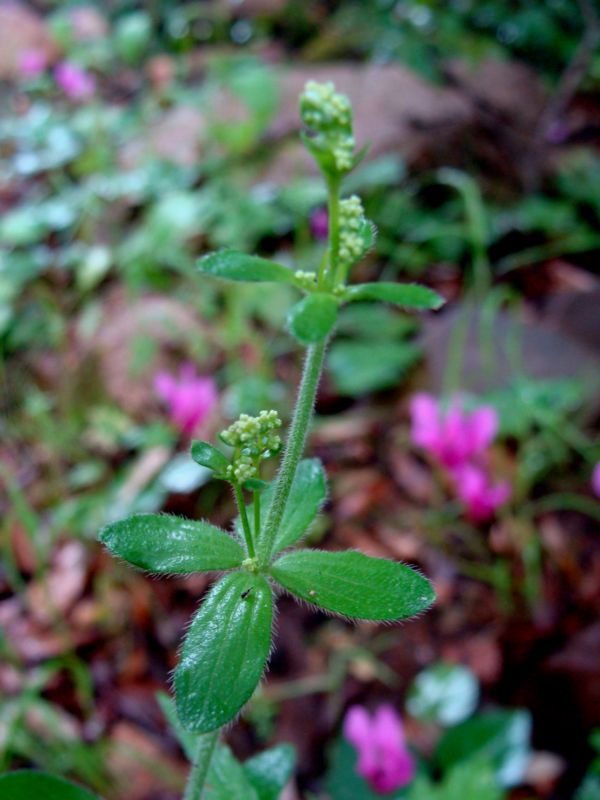 Galium scabrum / Caglio ellittico