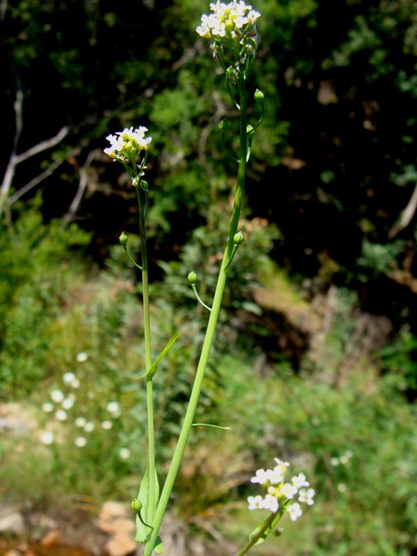 Calepina irregularis