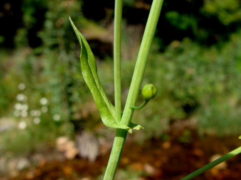 Calepina irregularis