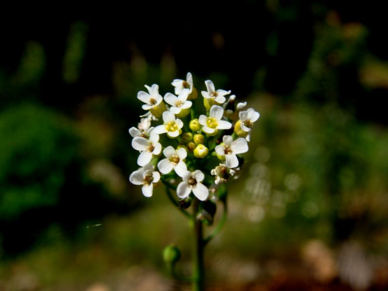 Calepina irregularis