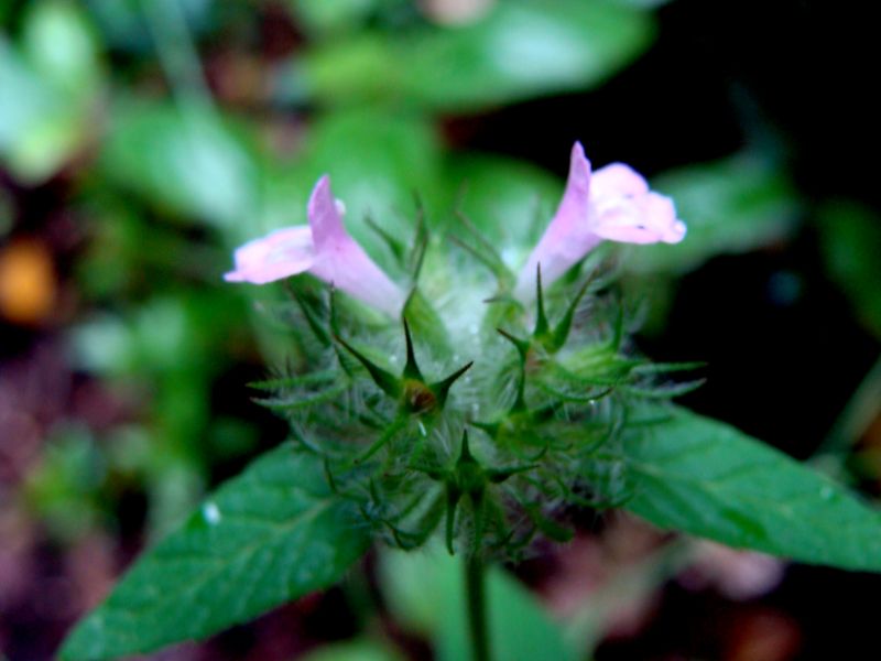 Clinopodium vulgare