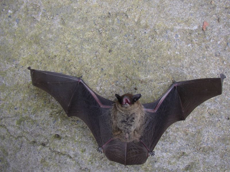 Pipistrellus sp.