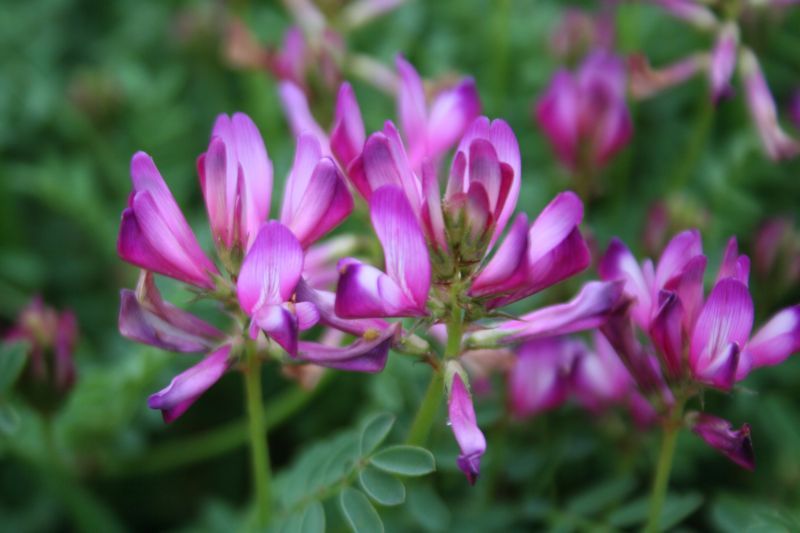 Sulla capitata (=Hedysarum glomeratum) / Sulla glomerata