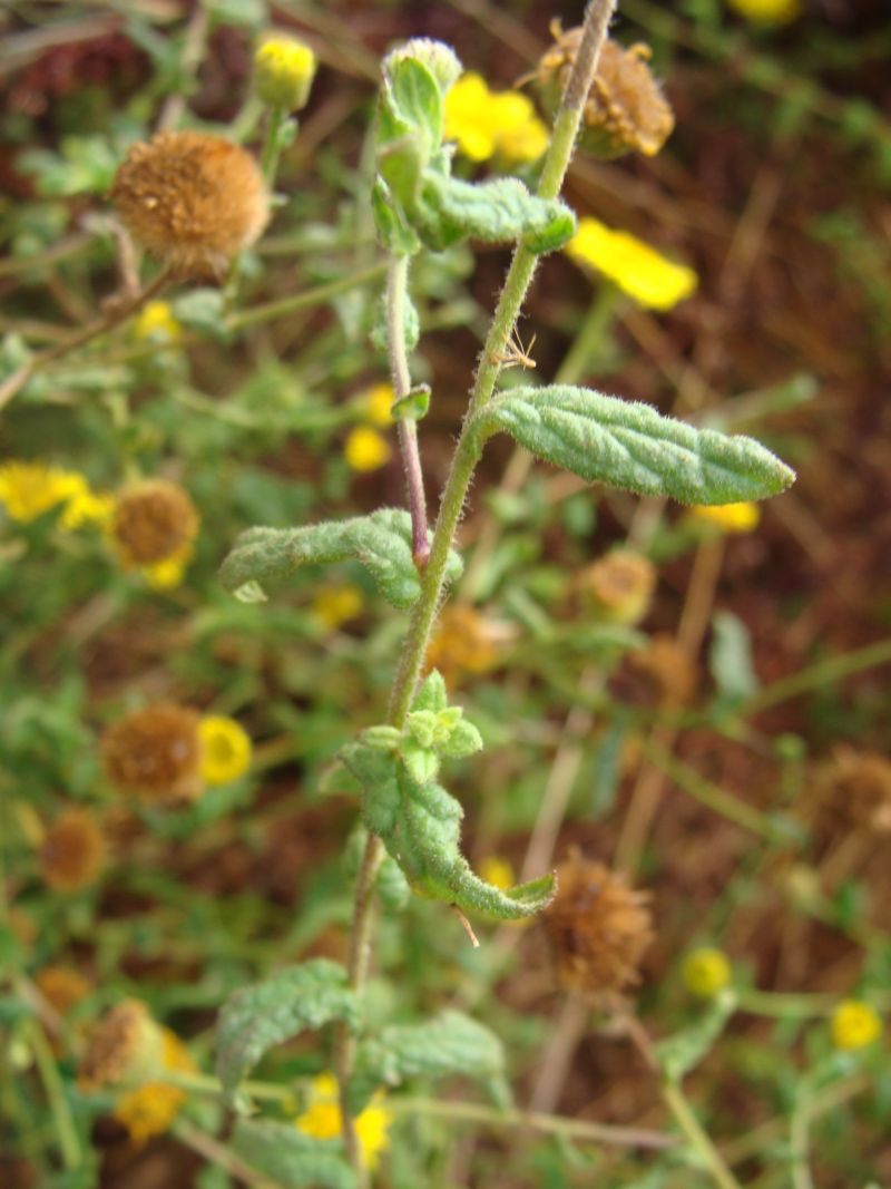 Pulicaria dysentherica