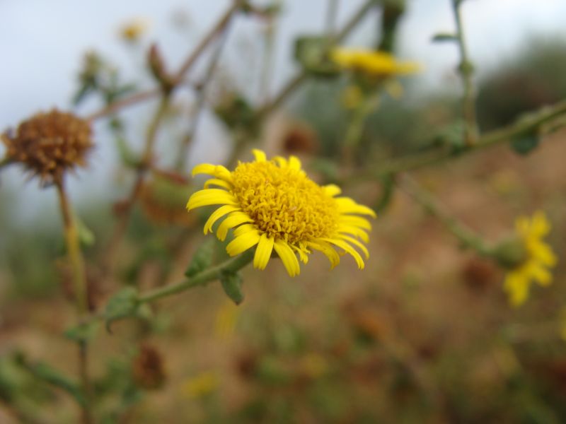 Pulicaria dysentherica