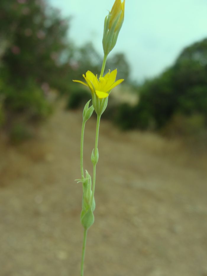 Blackstonia perfoliata ssp. serotina