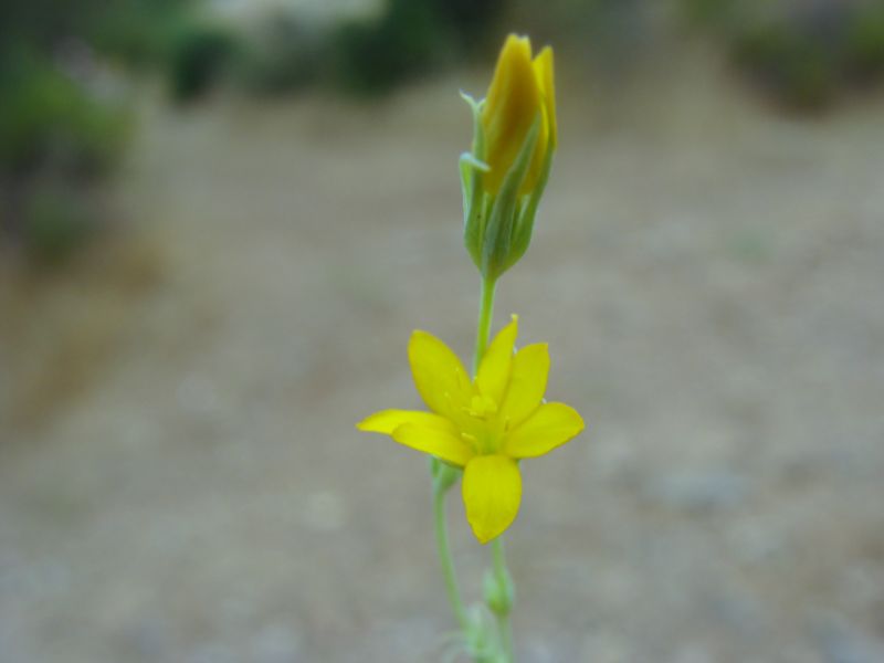 Blackstonia perfoliata ssp. serotina