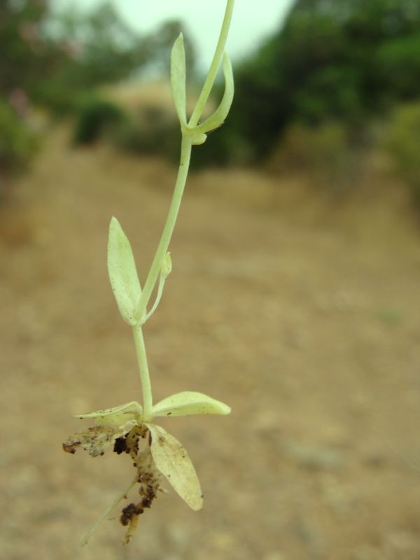 Blackstonia perfoliata ssp. serotina