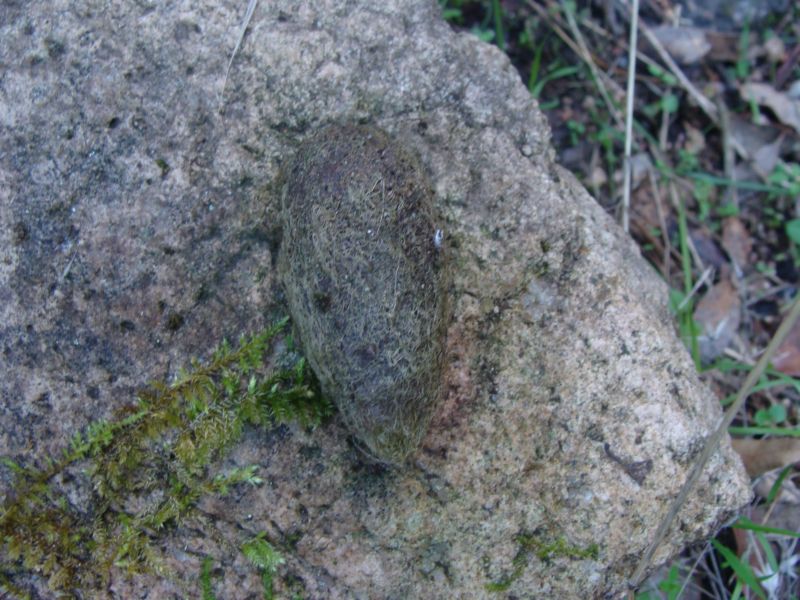 Richiesta aiuto: bozzolo di Saturnia pyri?