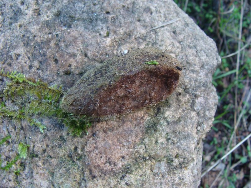 Richiesta aiuto: bozzolo di Saturnia pyri?