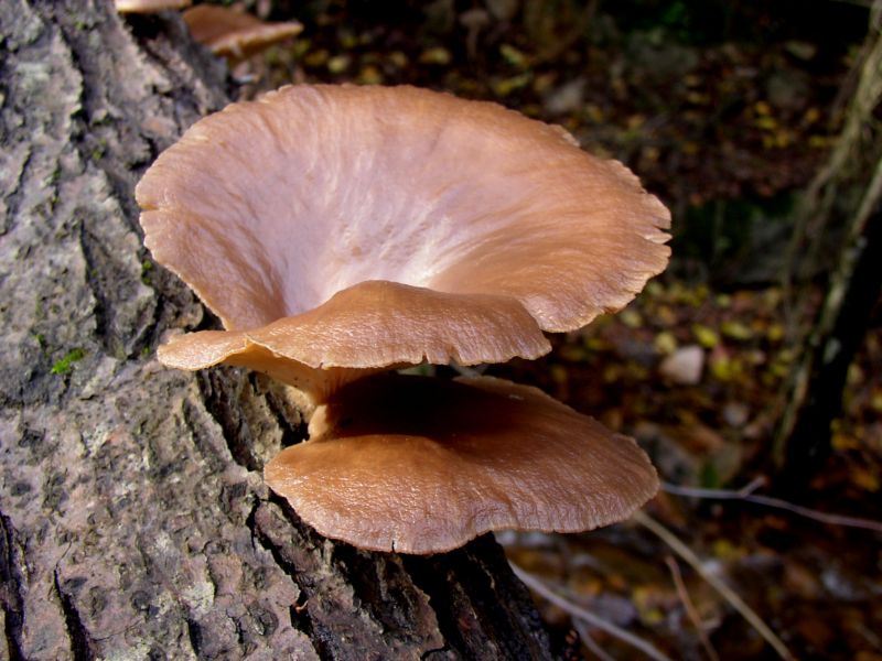 pleurotus.....?