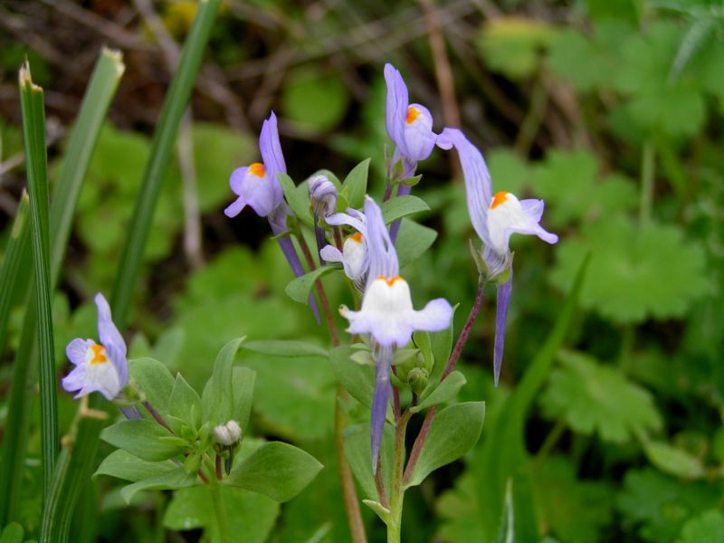 Linaria reflexa / Linajola riflessa