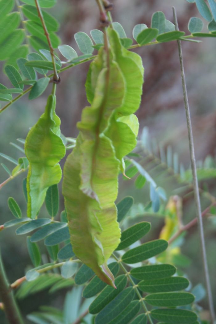 leguminosa....robinia? - Sesbania punicea