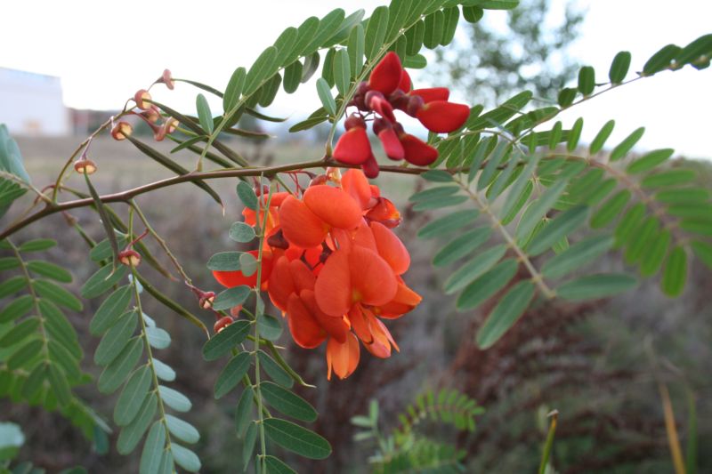 leguminosa....robinia? - Sesbania punicea