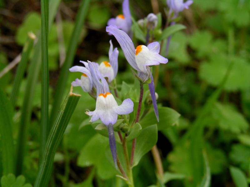 Linaria reflexa / Linajola riflessa