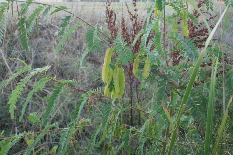 leguminosa....robinia? - Sesbania punicea