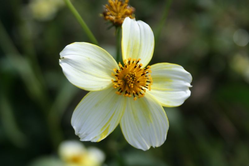 Bidens aurea / Forbicina lineare