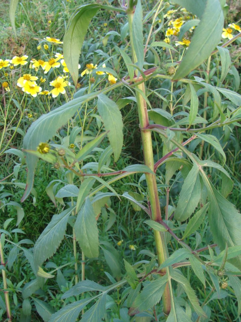 Bidens aurea / Forbicina lineare