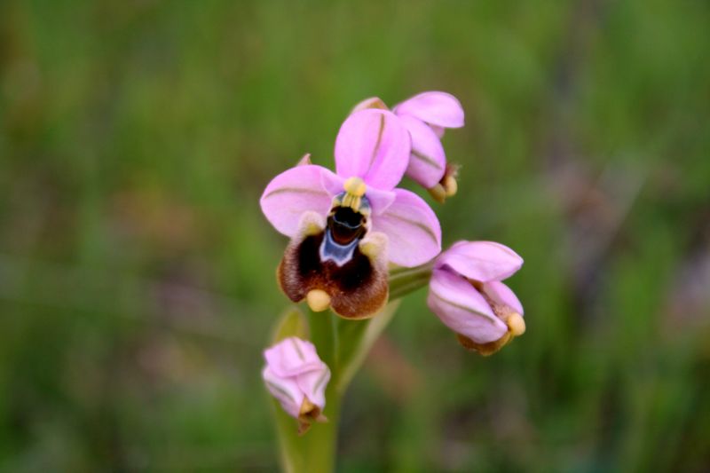 Ophrys tenthredinifera...?