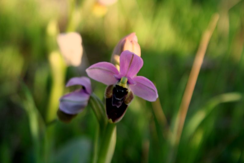 Ophrys tenthredinifera...?