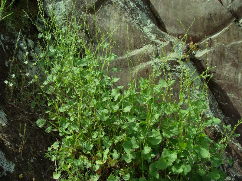 Rumex scutatus