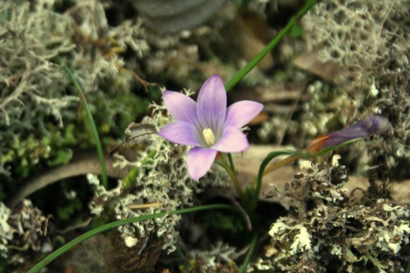 Romulea ligustica / zafferanetto ligure