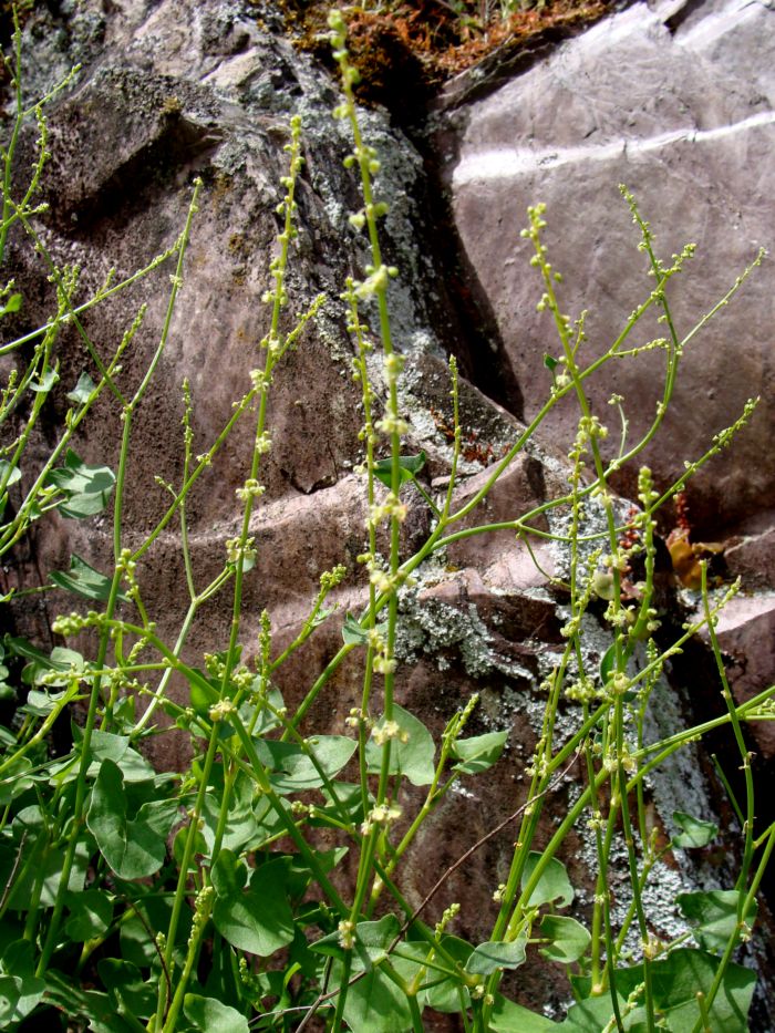 Rumex scutatus