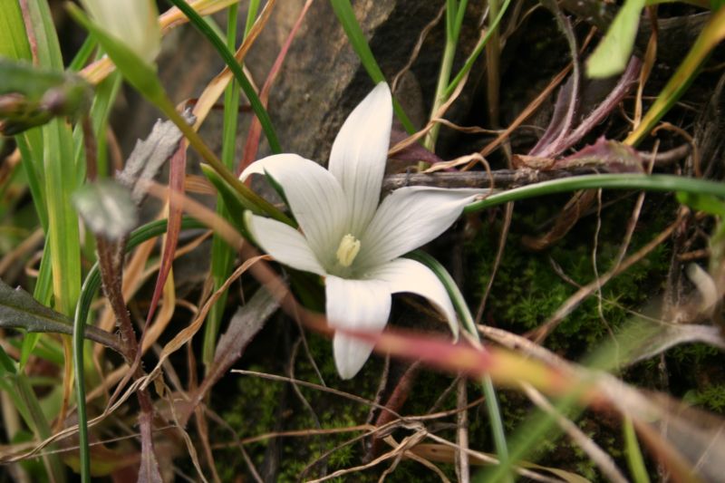 Romulea ligustica / zafferanetto ligure