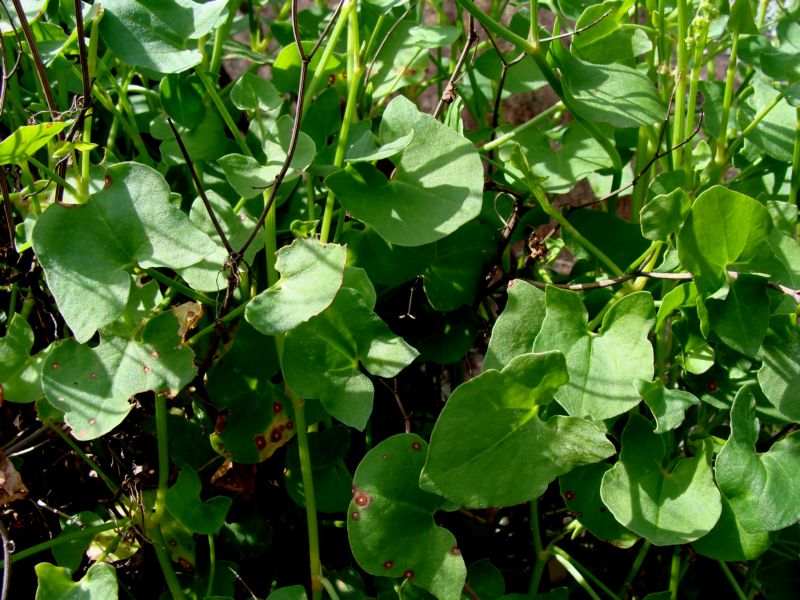 Rumex scutatus