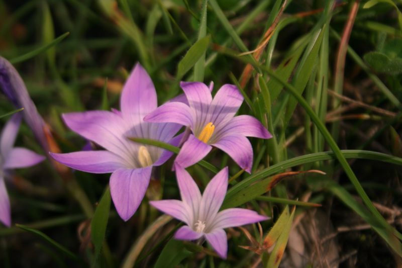 Romulea ligustica / zafferanetto ligure