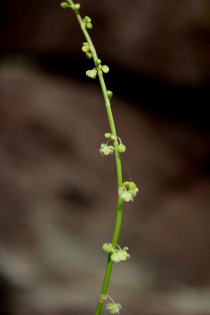 Rumex scutatus