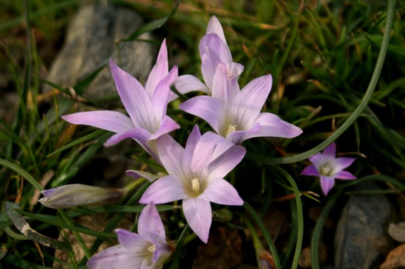 Romulea ligustica / zafferanetto ligure