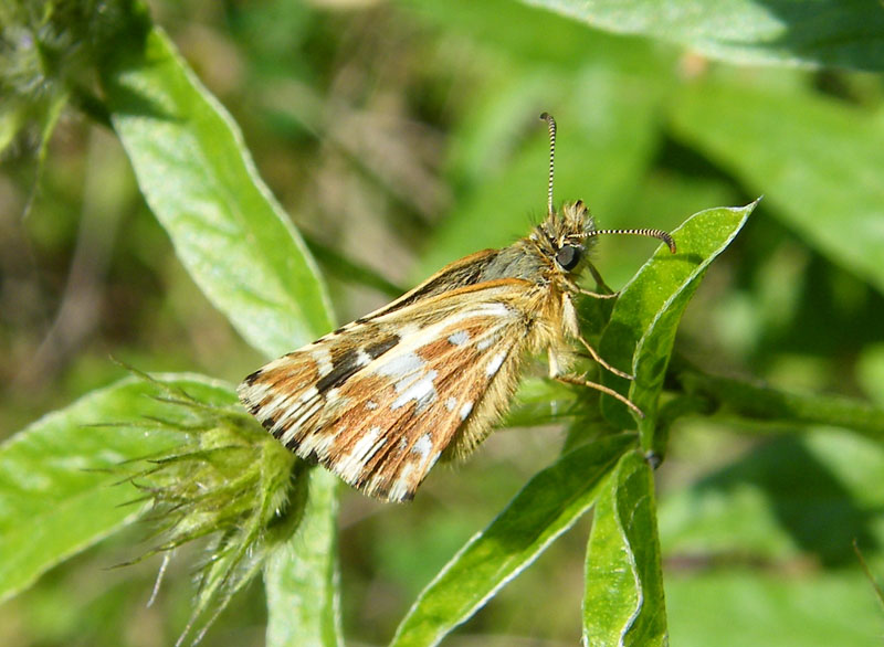 Carcharodus lavatherae ??