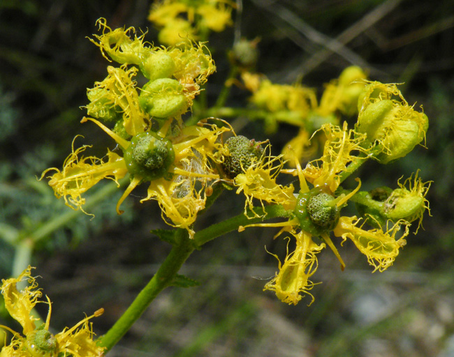 Ruta graveolens e Ruta chalepensis