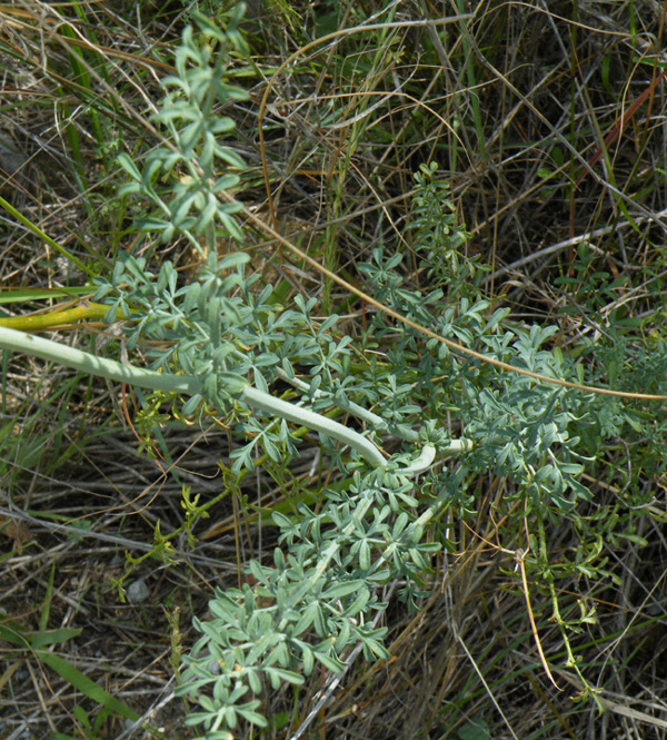 Ruta graveolens e Ruta chalepensis