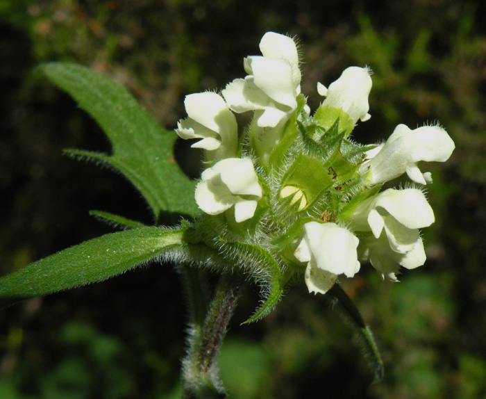 Prunella laciniata / Prunella gialla